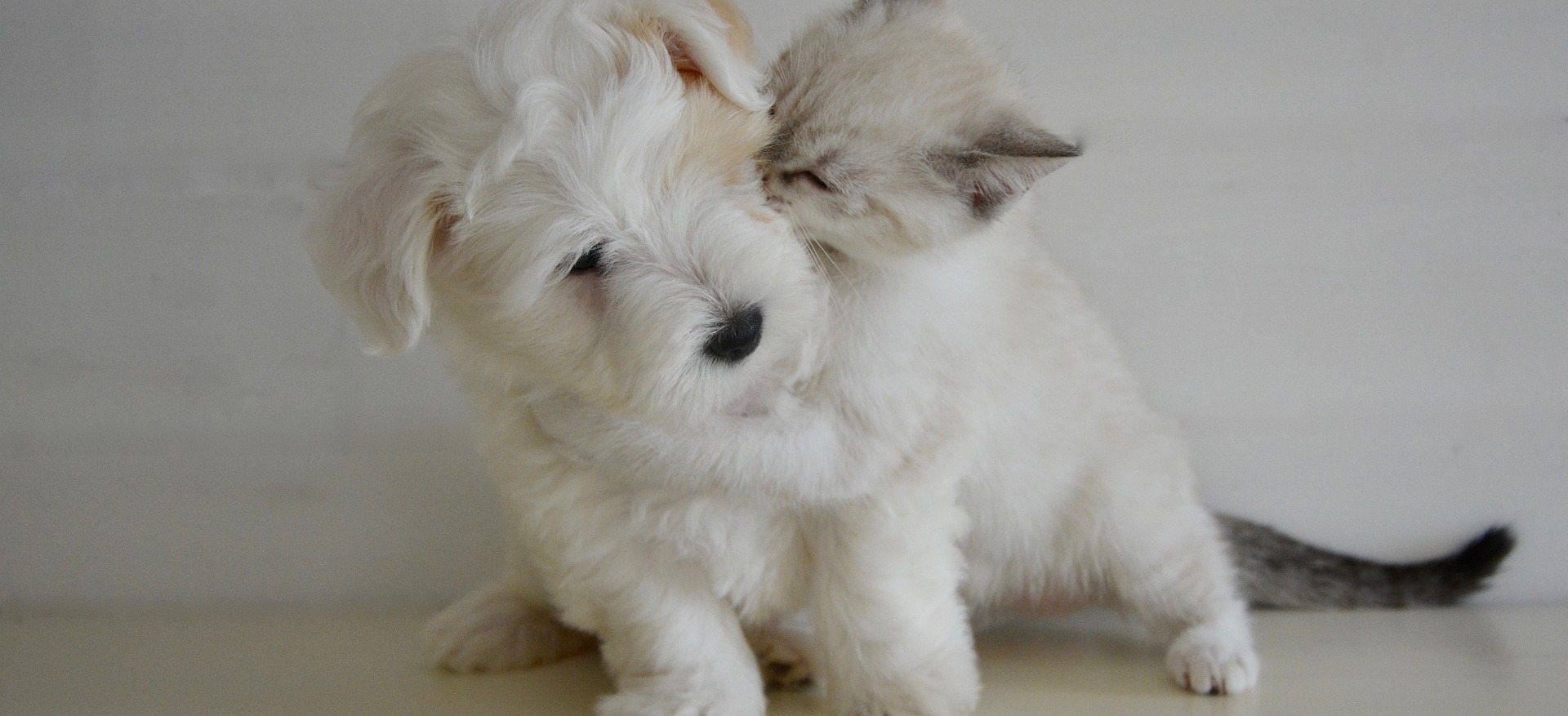 Puppy and kitty